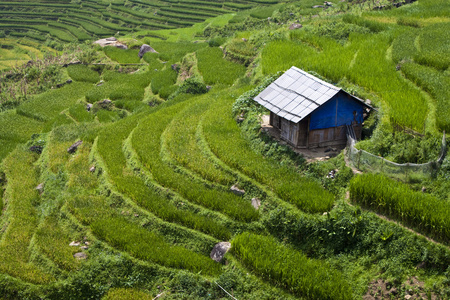 小屋和稻田