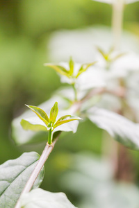 年轻的植物