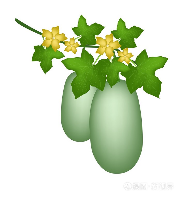 白色背景上的冬瓜植物