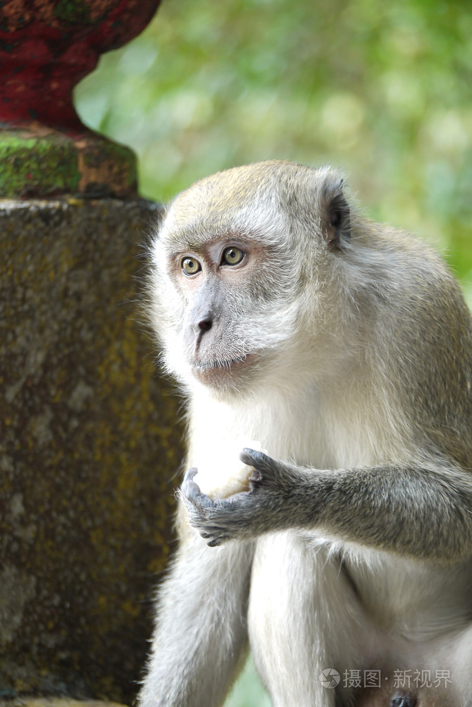 一只猴子的肖像