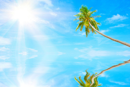 棕榈树和太阳在水中的反映