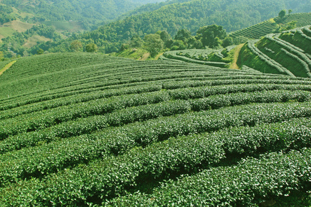 泰国北部的茶叶种植园