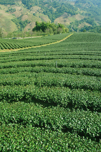 泰国北部的茶叶种植园