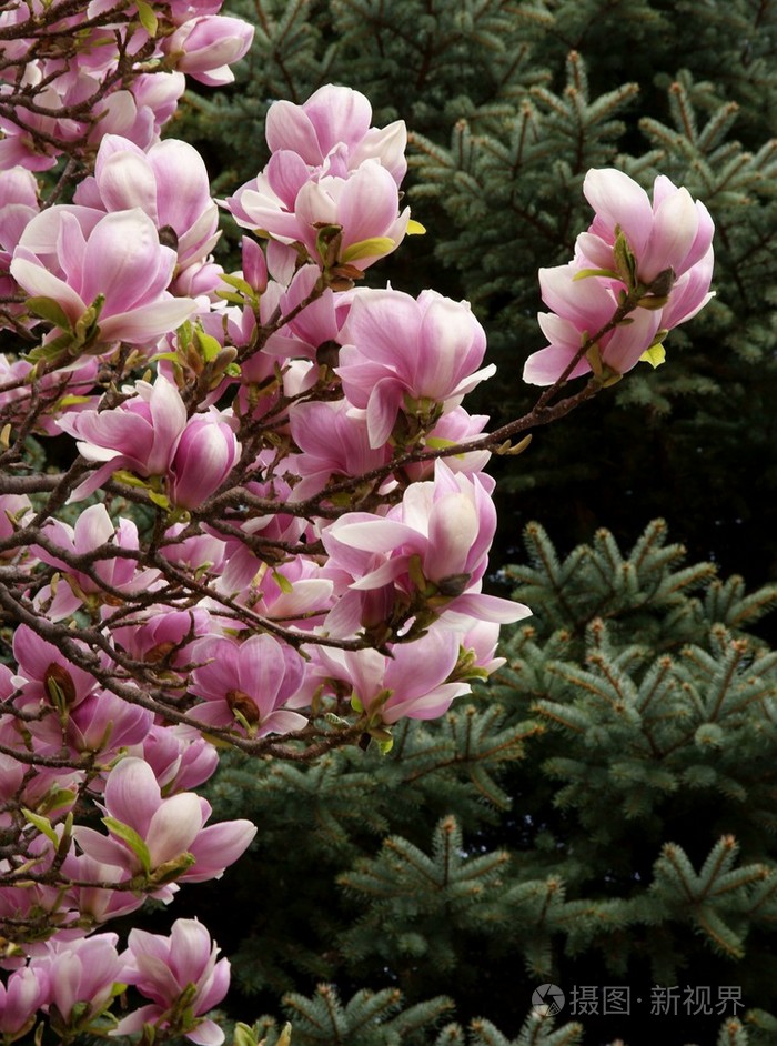 玉兰树在春天的花朵