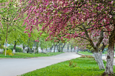 Sakura blossom樱花盛开