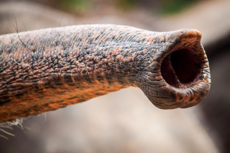 种亚洲大象的长鼻子的特写大象鼻子上的皮大象也显示他的鼻子泰国野生