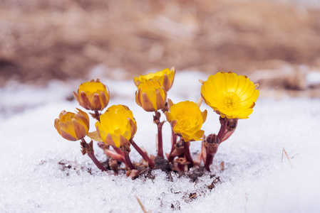 阿多尼斯在雪中的黄色花朵