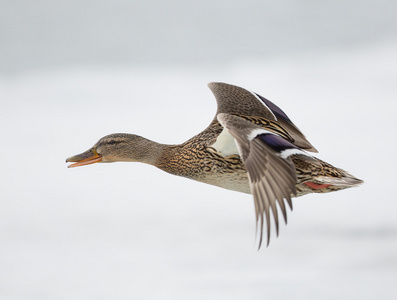 飞鸭鸭子走路和飞行从池塘中起飞的银质鸭飞鸭飞鸭