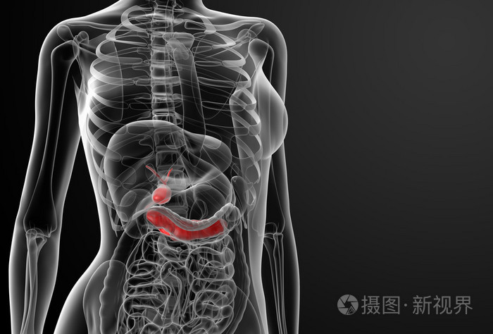 女性胆囊和胰腺的三维渲染图。