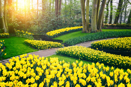 用黄色的水仙花的春景
