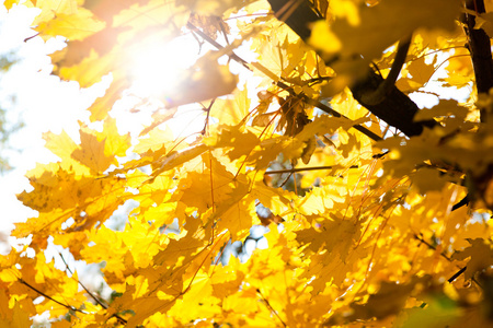太阳和秋天的落叶