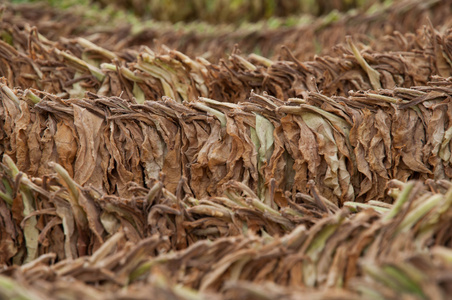 干烟草照片