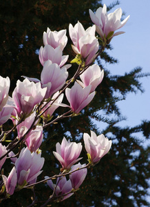 玉兰树在春天的花朵