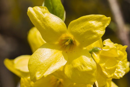 黄色的连翘在春天