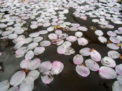 在水面上花的花瓣图片