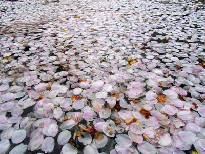 在水面上花的花瓣图片