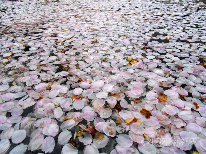 在水面上花的花瓣照片 正版商用图片1fdp3p 摄图新视界