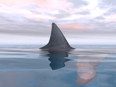 鲨鱼鱼鳍大白鲨鱼鳍照片