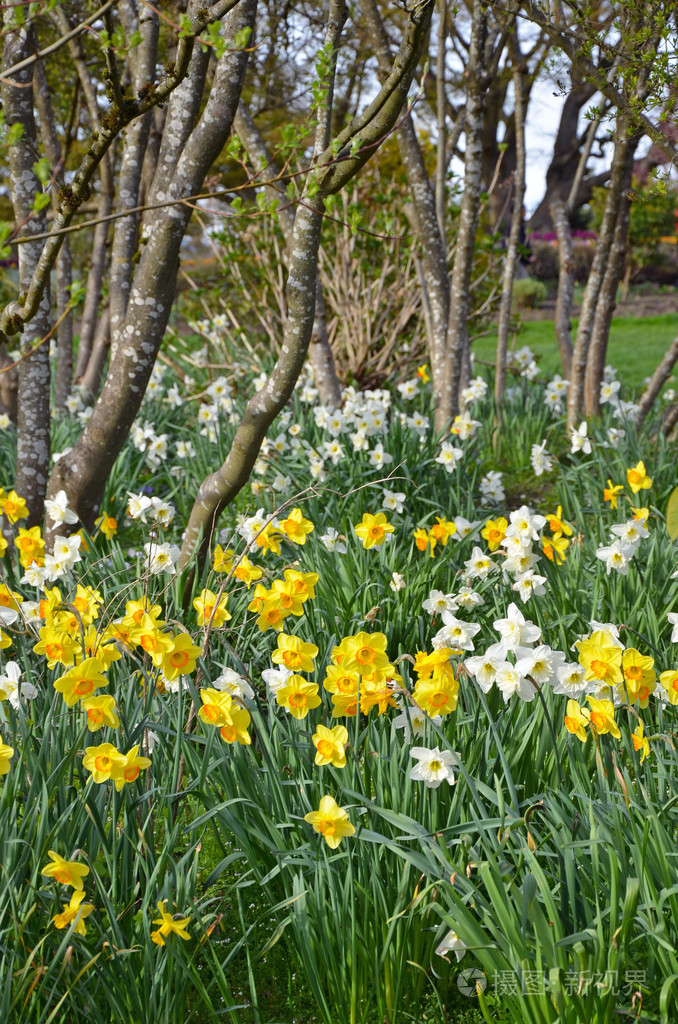 水仙花春天花园和树木