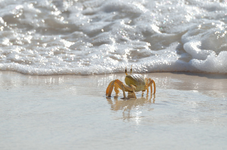螃蟹上湿湿的沙地 也门索科特拉岛