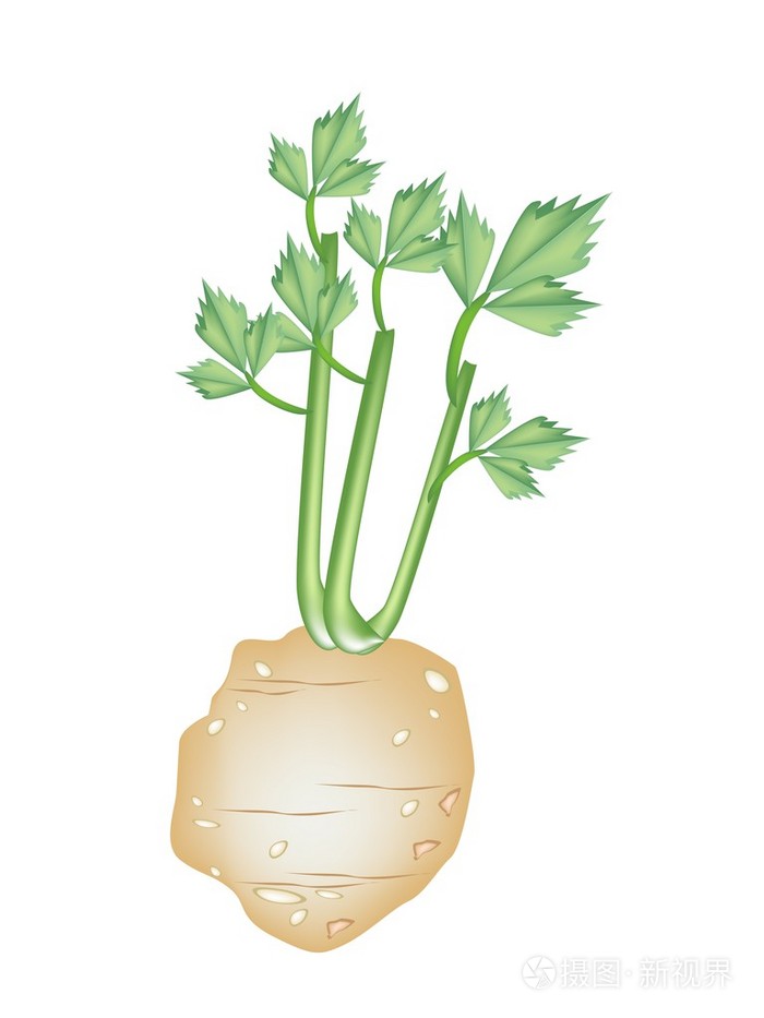 鲜绿色的芹菜根,白色背景上插画-正版商用图片1fdu5q-摄图新视界