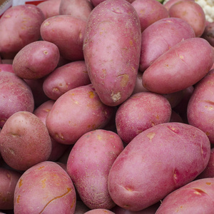 红赤褐色红土豆照片