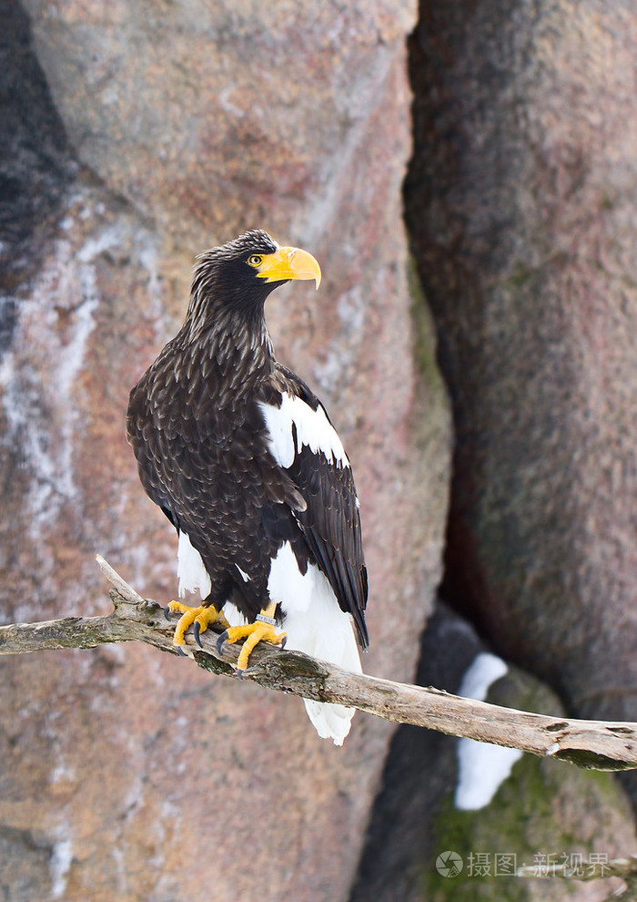 在动物园里的虎头海雕