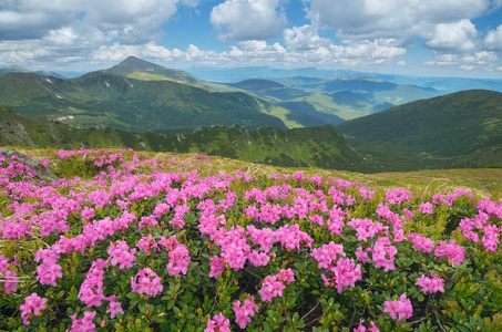 盛开的杜鹃花丛山图片