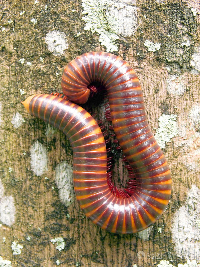 可怕的千足虫热带雨林的木板上