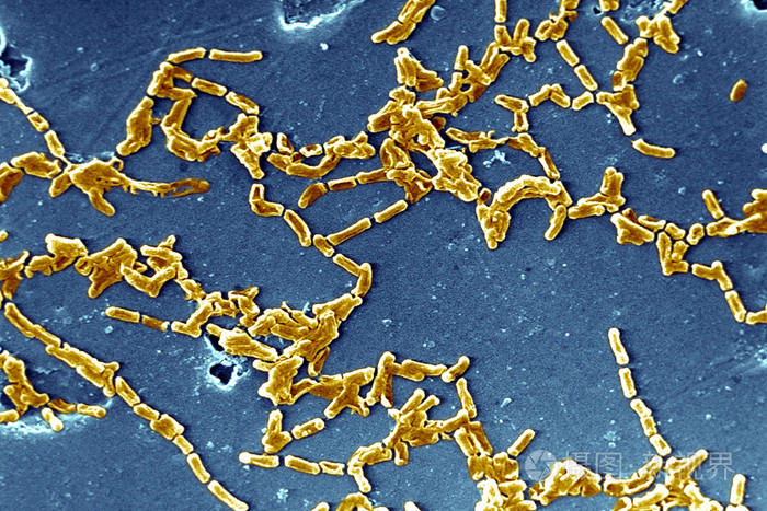 结核分枝杆菌龟