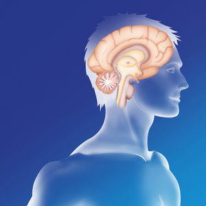 人类的大脑在蓝色的背景