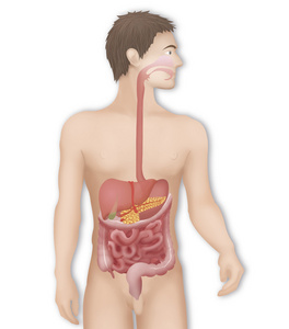 人体消化系统