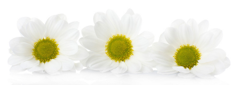 美丽的菊花上白色孤立