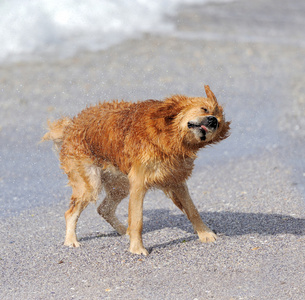 年轻的黄金猎犬，在海滩上