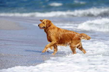 年轻的黄金猎犬，在海滩上