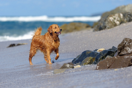 年轻的黄金猎犬，在海滩上