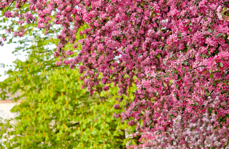 Sakura blossom樱花盛开