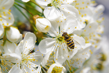 蜜蜂采集花粉从梨花