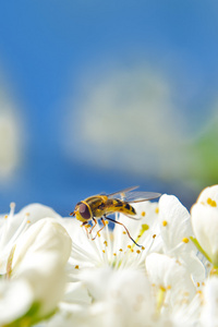 蜜蜂采集花粉从梨花