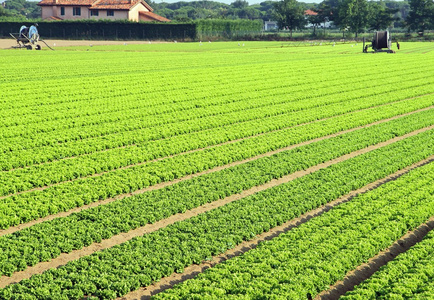 培养的沙拉意大利北部与蔬菜的长文件名