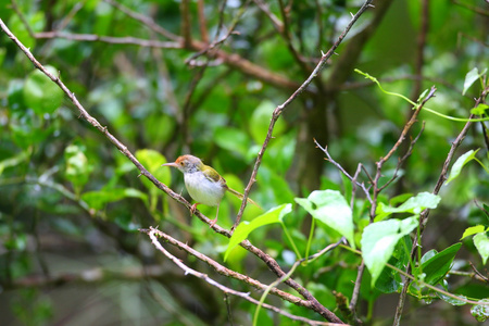 常见 tailorbird