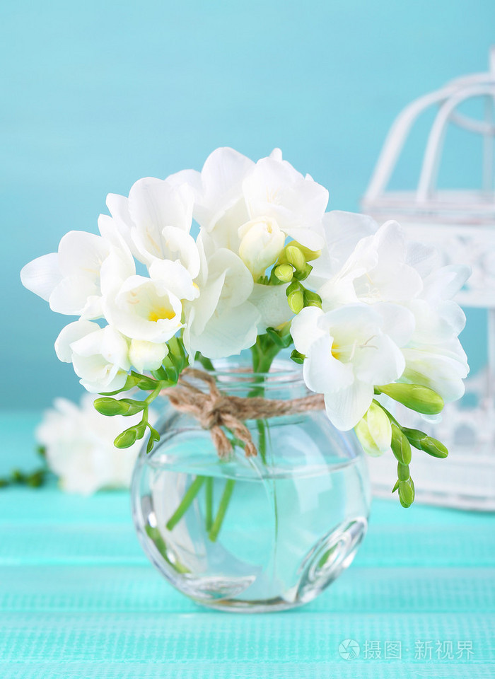 美丽小苍兰花蓝色木背景