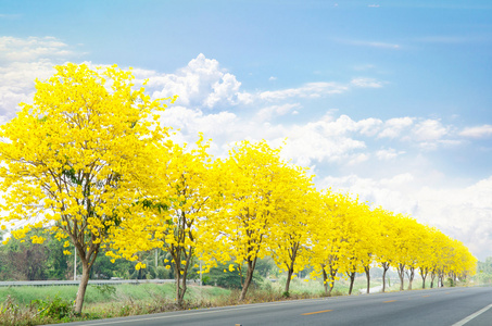 乡村道路与黄色的花朵