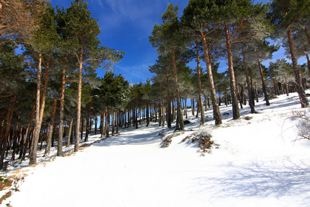 有很多的雪山松林