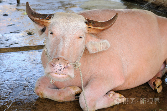 粉红色的水牛