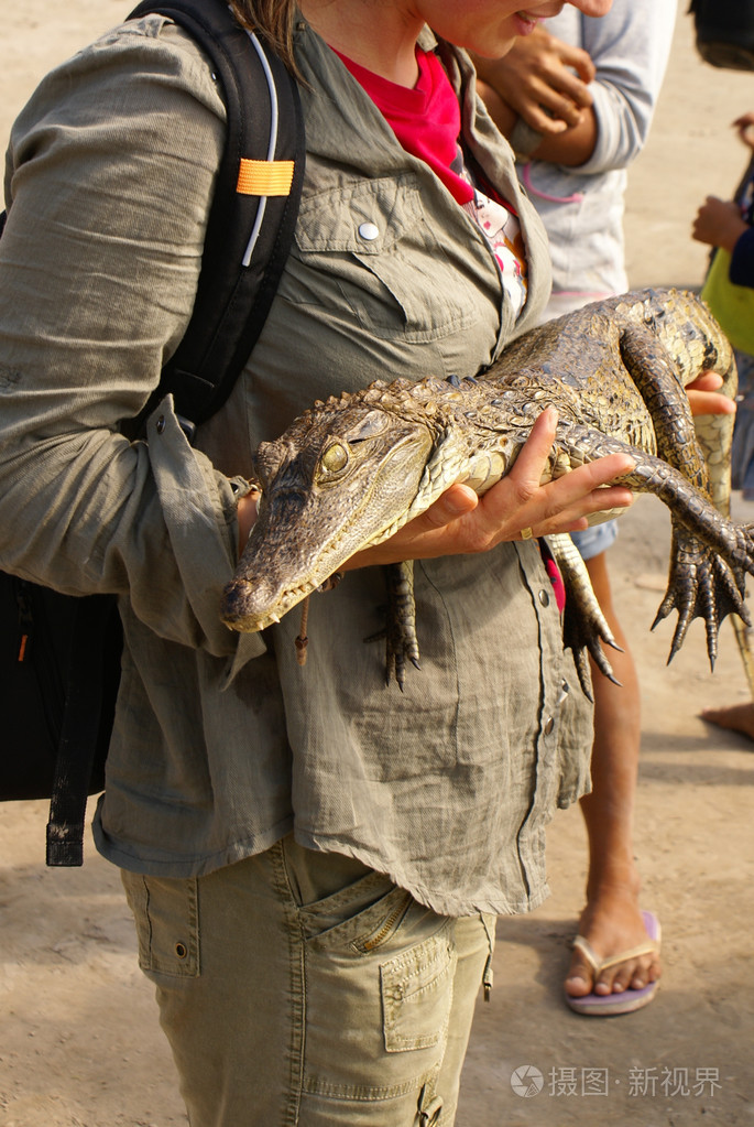 侏儒凯门鳄palaeosuchustrigonatus在东部ec的雨林