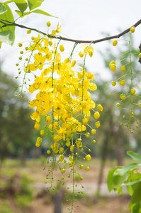 决明子瘘或淋浴花