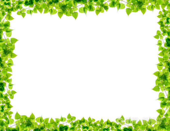 绿色的白桦树枝框架