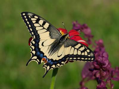 蝴蝶凤蝶 machaon