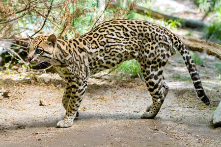 山猫，美洲豹猫中